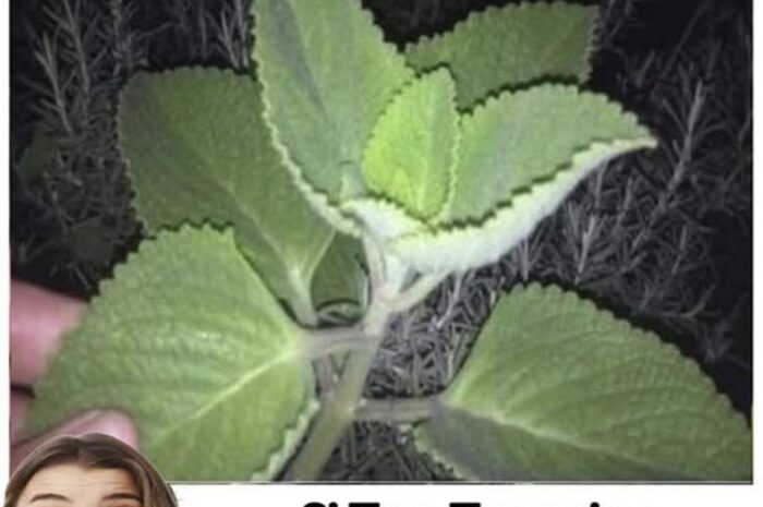 Orégano Cubano: El Tesoro Natural para Tu Jardín y Tu Salud