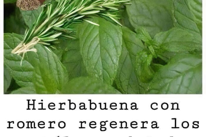 Hierbabuena y Romero: Poderosas Aliadas para la Regeneración de Cartílagos