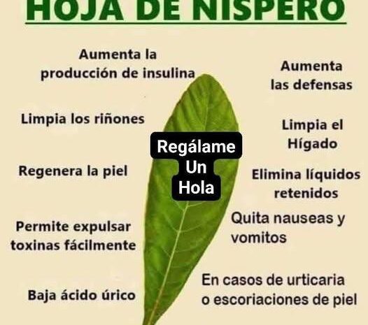 Beneficios de las Hojas de Níspero: Un Remedio Natural para Mejorar Tu Salud