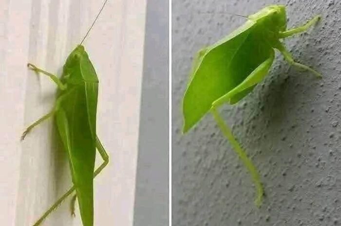 Descubriendo el Saltamontes Hoja: El Camuflaje Natural y sus Mensajes