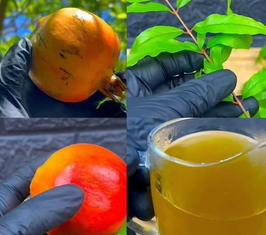 La Poderosa Planta que Debes Conocer: Beneficios y Recetas Naturales