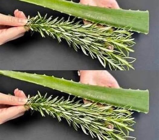 Potencia tu Salud con la Mezcla de Romero y Aloe Vera: Un Remedio Natural que Transformará tu Bienestar