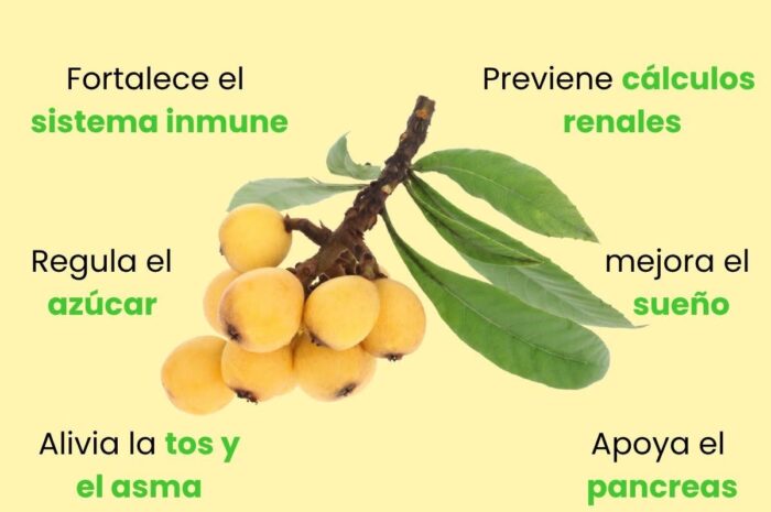 El Poder de las Hojas de Níspero: Beneficios y Usos para la Salud