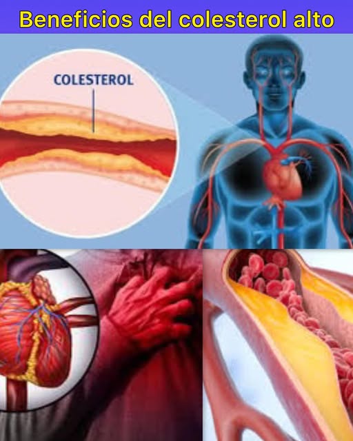 Sistema cardiovascular y colesterol