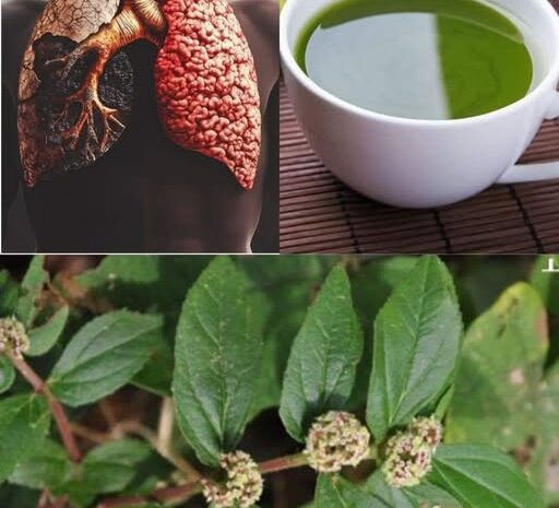 Mejora Tu Salud Pulmonar con Yerbamansa y Té Verde