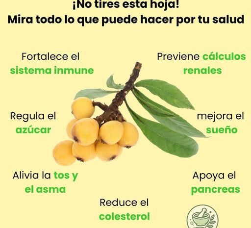 Los Poderes Curativos de las Hojas de Níspero: Beneficios y Usos