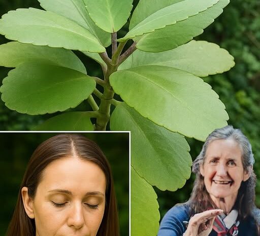 Kalanchoe: Beneficios, Usos y Recetas Naturales para Mejorar tu Bienestar