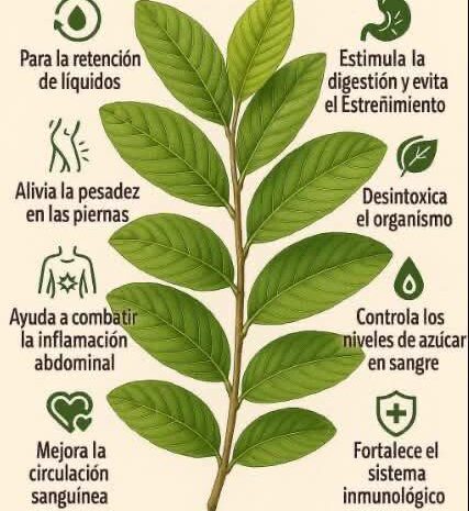 Descubre los Sorprendentes Beneficios de las Hojas de Guayaba para tu Salud