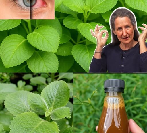¡Descubre el Oro Natural para Tus Ojos! Beneficios de las Plantas Medicinales para Mejorar la Visión