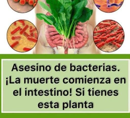 Espinaca: El Asesino de Bacterias que Mejora tu Salud Intestinal