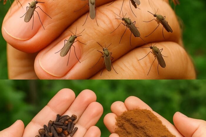 Receta Secreta: Mantén a los Mosquitos e Insectos Lejos de Tu Hogar