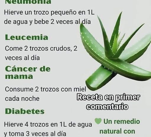 Beneficios del Aloe Vera: Un Remedio Natural para la Salud