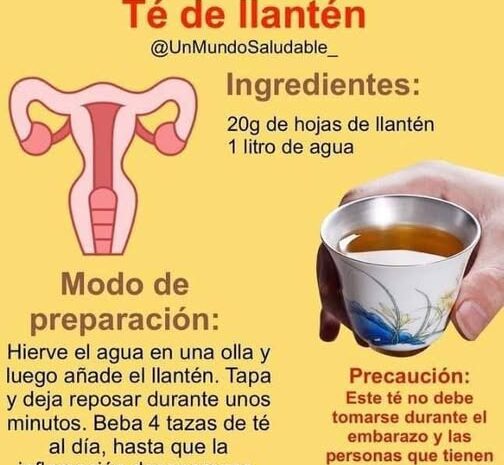 Té de Llantén: Un Remedio Natural para Aliviar la Inflamación Uterina