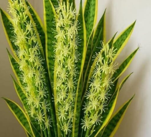 Cómo Hacer Florecer la Planta Lengua de Suegra: Beneficios y Cuidado