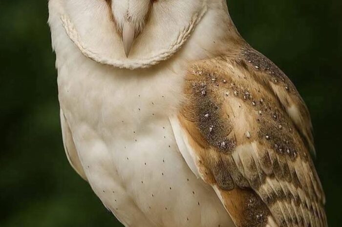 ¿Por Qué las Lechuzas Rondean Tu Casa? | Comprendiendo a estas Místicas Aves