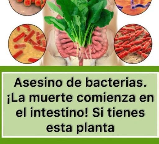 Espinaca: El Asesino de Bacterias que Mejora tu Salud Intestinal