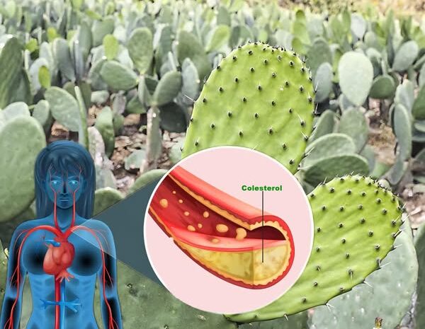 10 Beneficios Del Nopal Que No Conocías Y Recetas Para Aprovecharlo