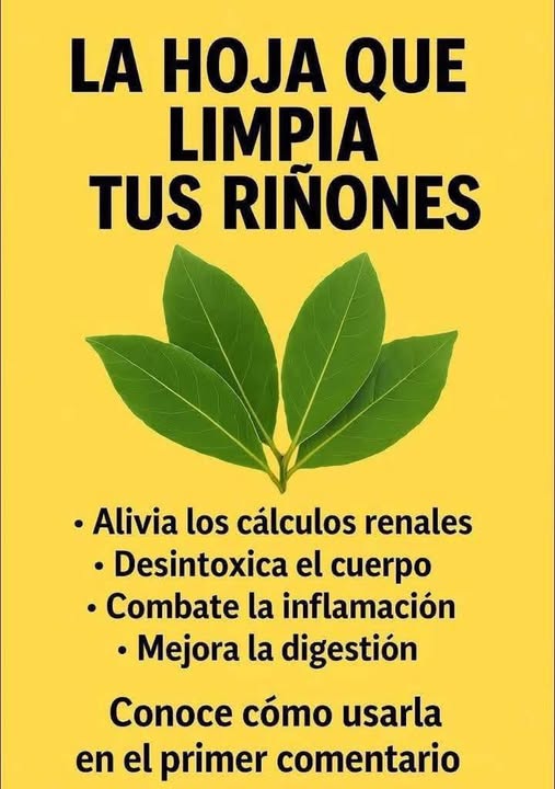 Hoja de Níspero