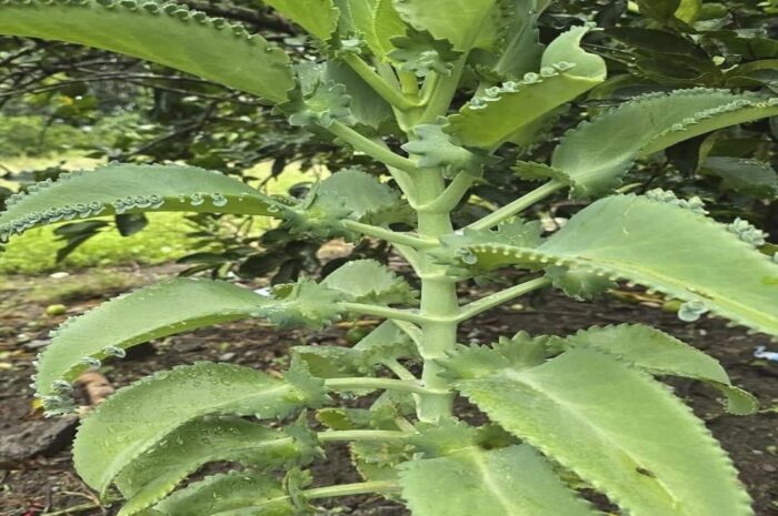 Tus Tesoros Verdes: Descubre los Beneficios de la Kalanchoe daigremontiana
