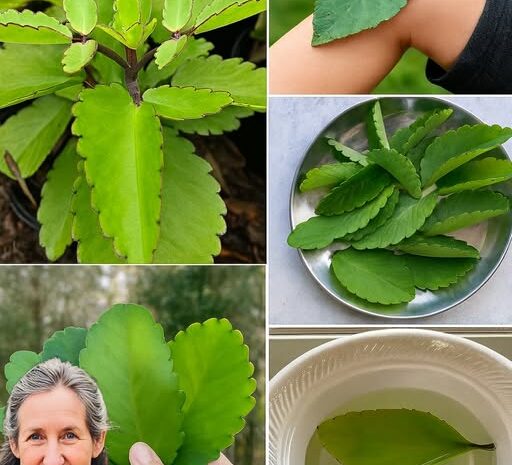 Descubre el Poder del Kalanchoe: Una Planta Maravillosa para tu Salud