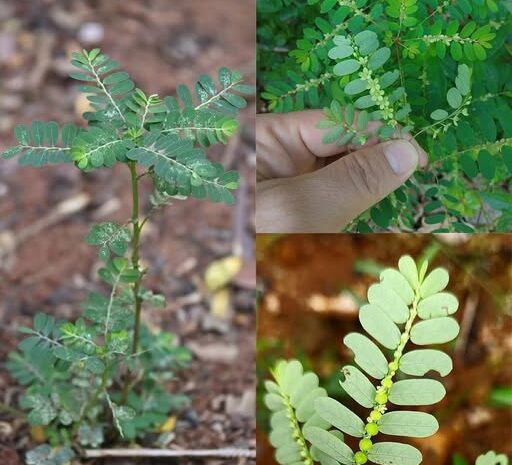 Beneficios de la Planta Dormilona: Mimosa Pudica y Su Usos Medicinales