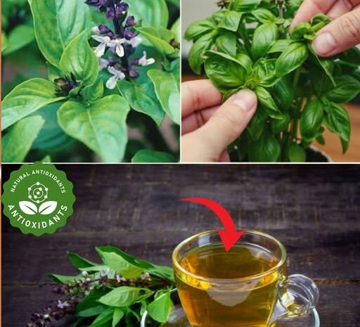 ¡No tires las flores de albahaca! Descubre 3 usos sorprendentes que te encantarán