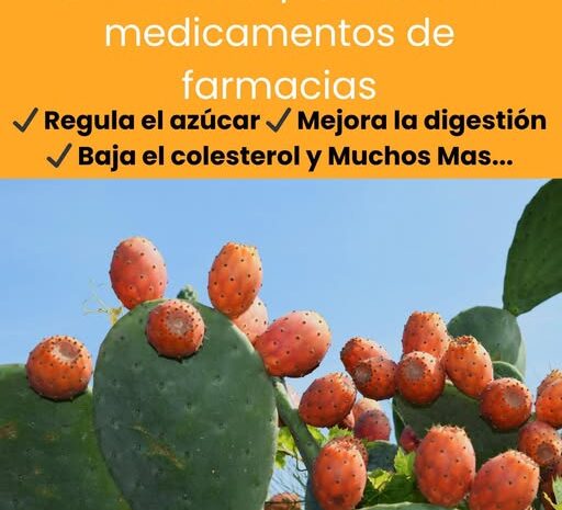 10 Beneficios Del Nopal Que No Conocías Y Recetas Para Aprovecharlo