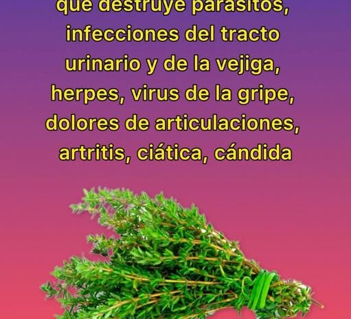 Descubre La Hierba Más Potente: Propiedades y Beneficios del Tomillo