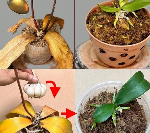 Revitaliza tus Orquídeas: Remedios Naturales para Hojas Secas y Amarillas
