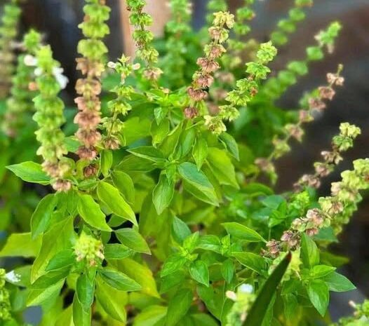 La Albahaca: La Planta Medicinal que Mejorará Notablemente Tu Vista