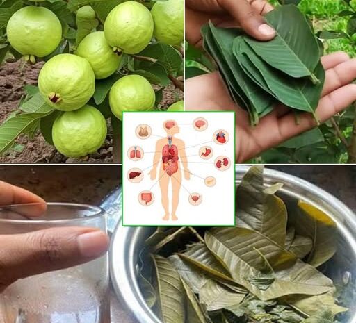 Las Sorprendentes Propiedades de las Hojas de Guayaba: Un Tesoro Natural para la Salud