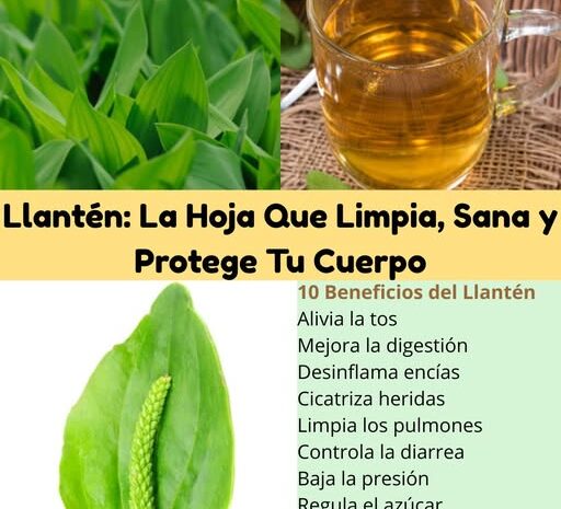 Los Múltiples Beneficios del Llantén: Tu Aliado Natural para la Salud