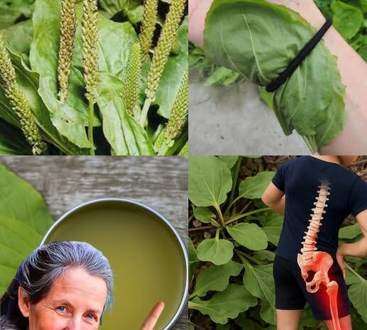 El Poder Oculto del Llantén: Un Tesoro Natural para la Salud