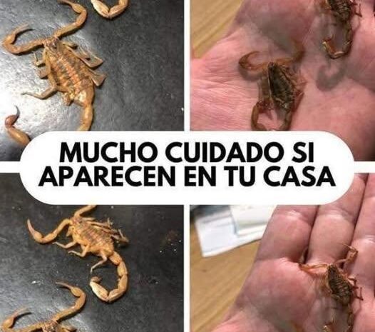 Alacranes en Casa: ¿Qué Significa su Presencia?