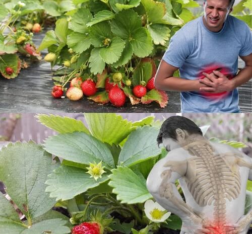 Los Inesperados Beneficios de las Fresas y Sus Hojas para la Salud