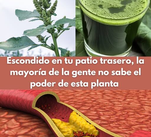 El Amaranto: La Planta Mágica en Tu Patio Trasero