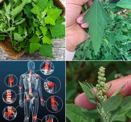 El Poder Oculto del Epazote: La Maravilla Natural para tu Salud