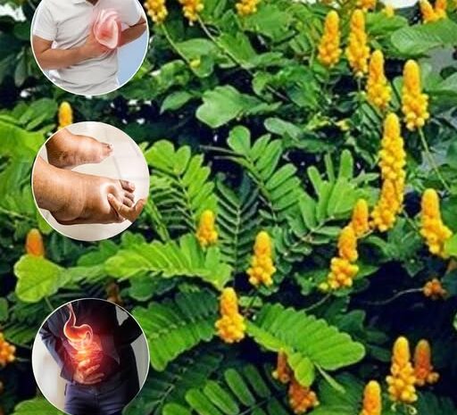 La Planta de Sen: Un Tesoro Escondido para tu Salud