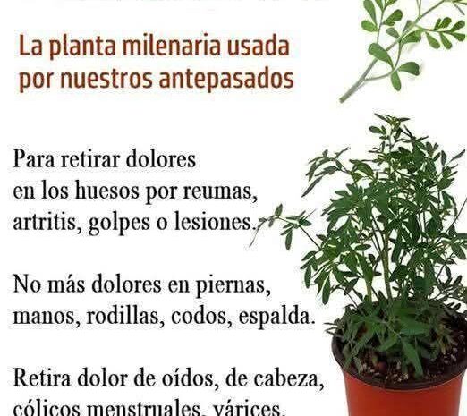 Ruda: El Remedio Natural que Conserva la Sabiduría de Nuestros Abuelos