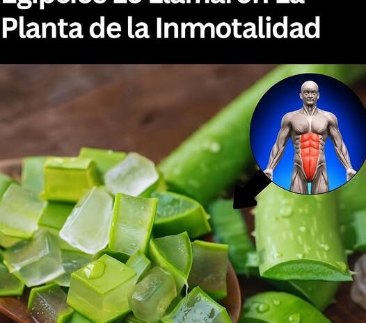Aloe Vera: El Secreto de la Inmortalidad Descubierto por los Egipcios
