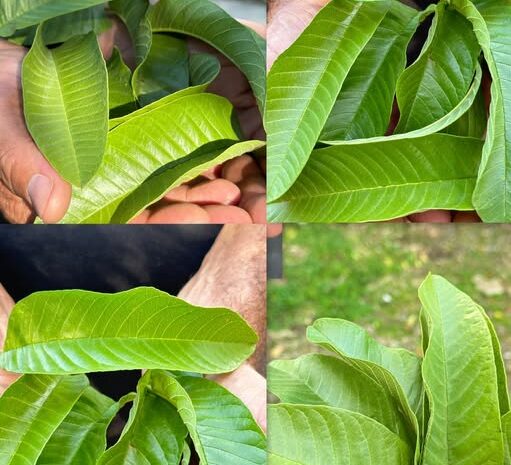 Beneficios Sorprendentes de las Hojas de Guayaba