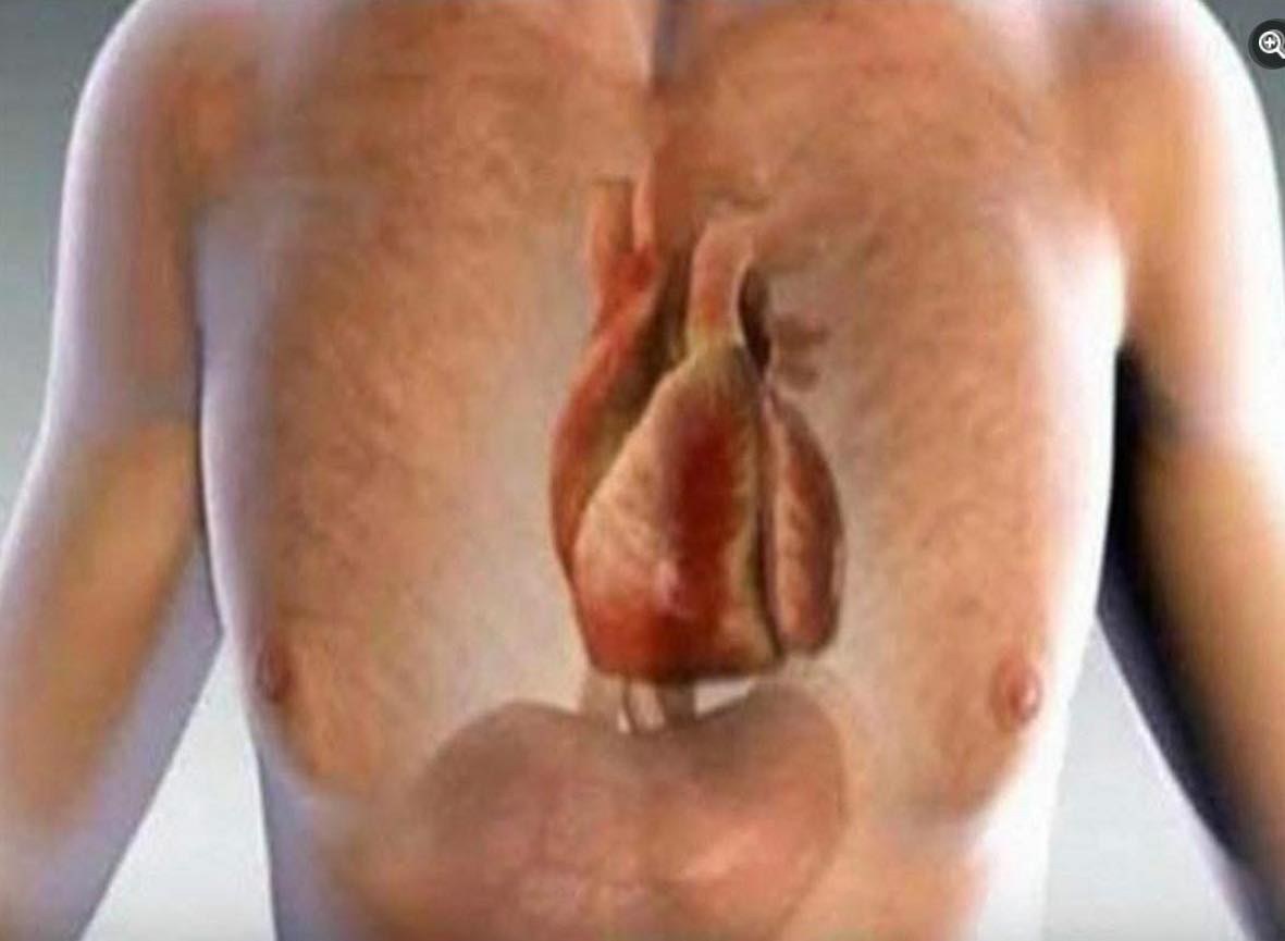 Anatomía del cuerpo humano y el corazón