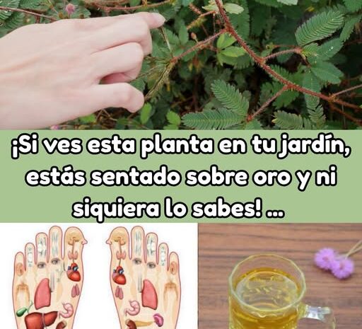 Mimosa Pudica: La Planta Milagrosa que Tu Cuerpo Agradecerá