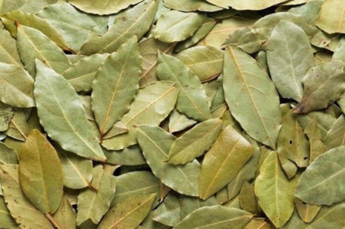 Hojas de Laurel: La Bendición de Dios para tu Salud