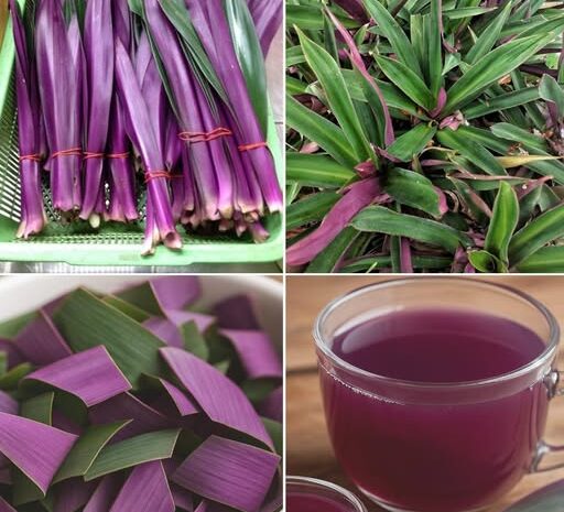 Dile Adiós a las Infecciones Urinarias y Más: El Poder del Maguey Morado