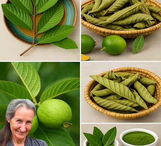 Maravillosos Usos de las Hojas de Guayaba: Beneficios y Recetas Naturales