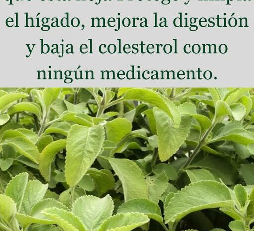 La Hierba Más Poderosa para Limpiar y Proteger el Hígado