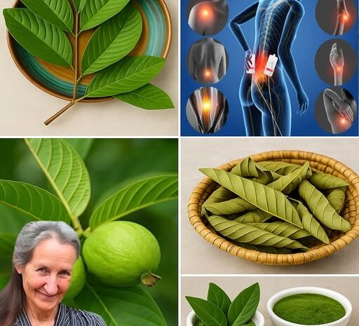 Descubre los Increíbles Usos de las Hojas de Guayaba para tu Salud Natural