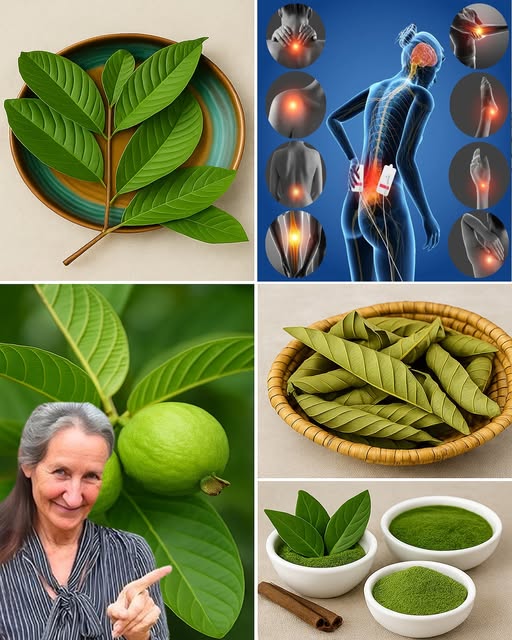 Hojas de guayaba