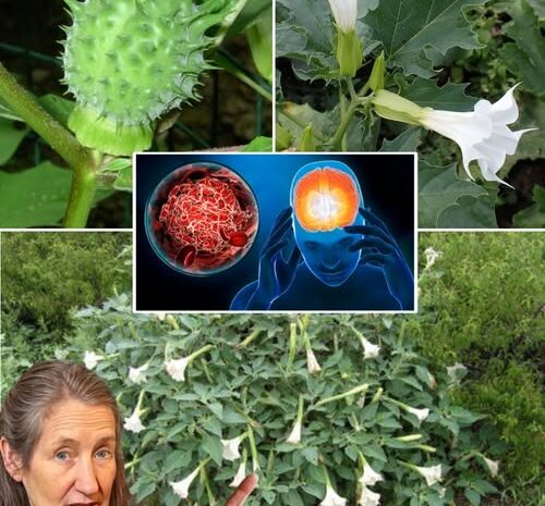 La Datura: La Planta que Crece en Todas Partes y su Peligroso Secreto